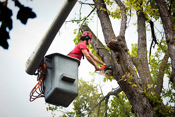 Best Tree Risk Assessment  in Montrose, VA